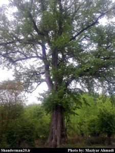 درخت کهنسال (1)