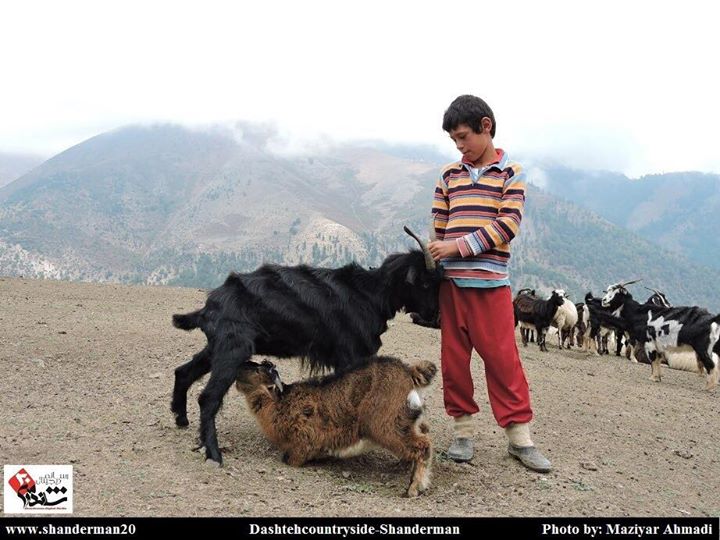پسر تالشی و بز و بره-مازیار احمدی