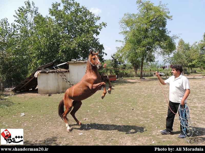 جشنواره زیبایی اسب کاسپین- تست مشمه (۱)